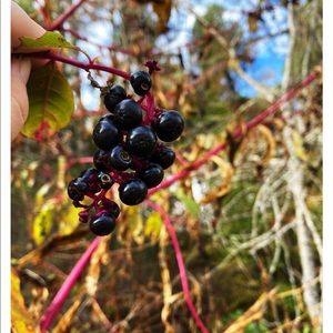 Meet your Posher, Dolores